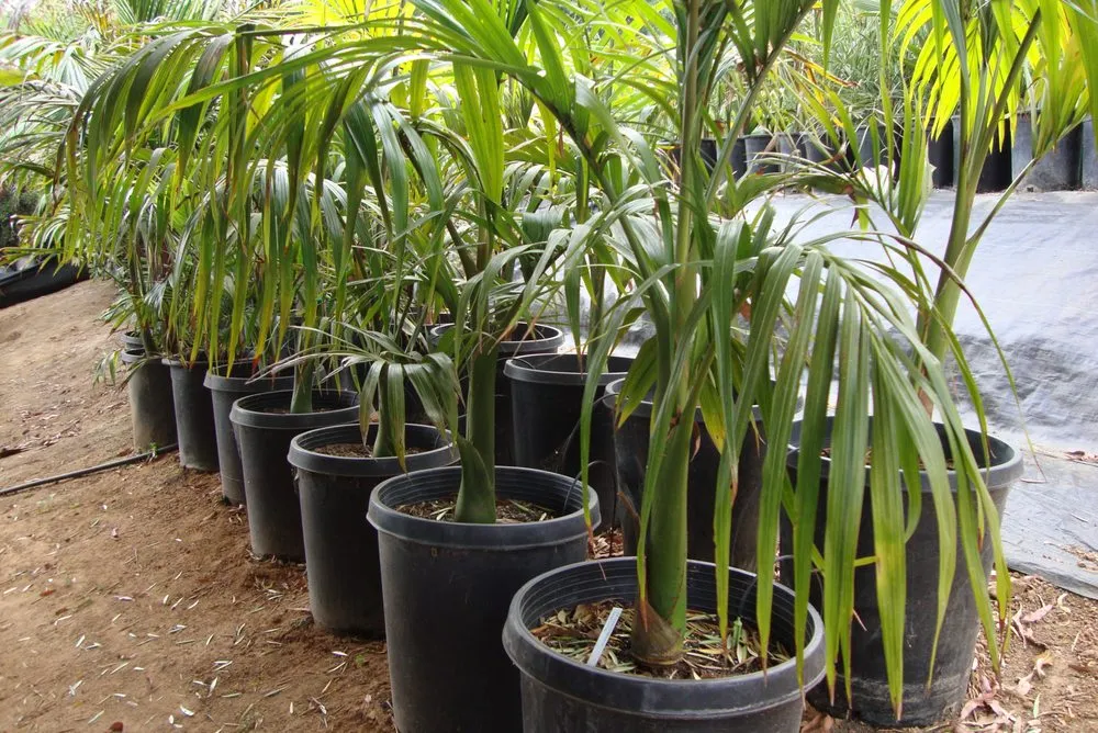 Reliable yard cleanup service experts serving San Marcos, CA - Discovery Island Palms