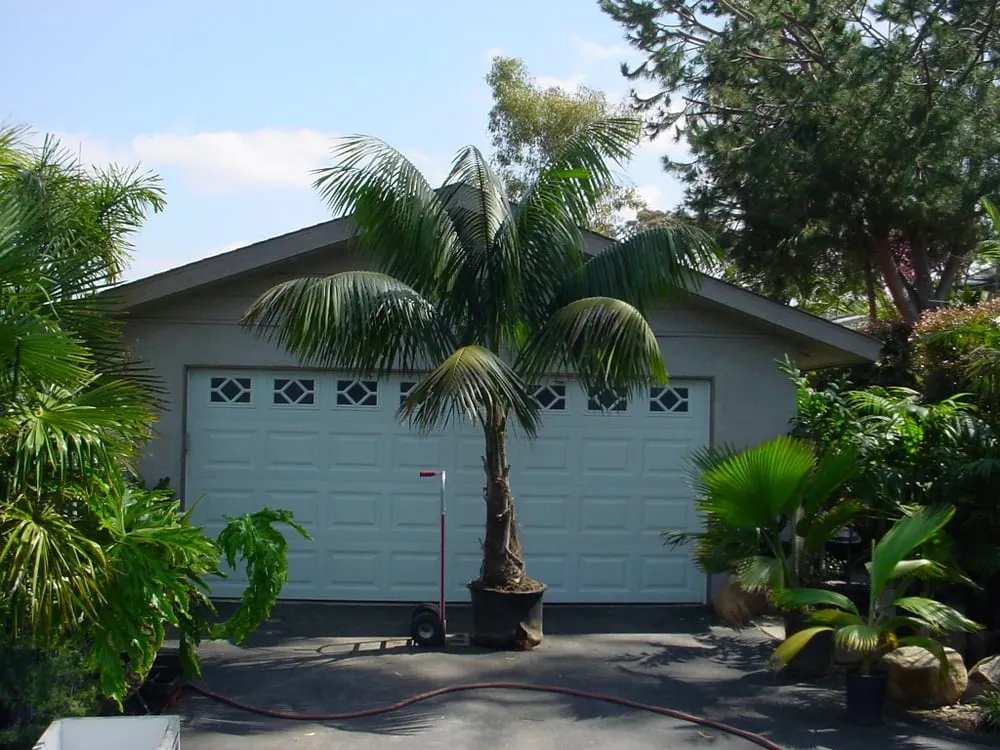 Trusted garden landscaping with custom design across San Marcos, CA - Discovery Island Palms