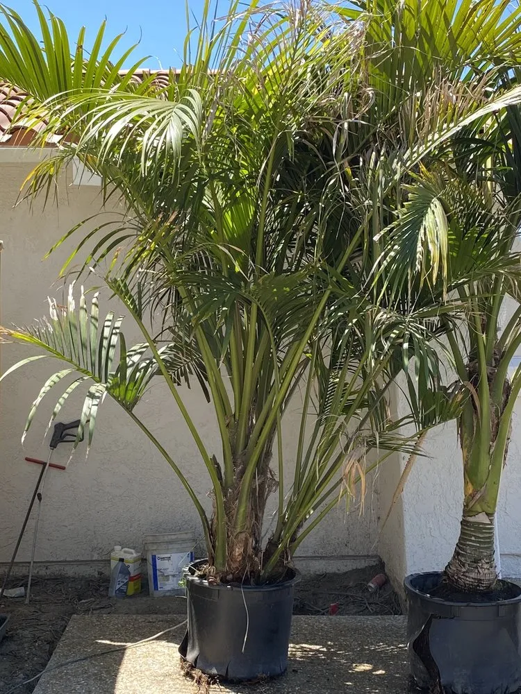 Local landscaping services with custom design in San Marcos, CA by Discovery Island Palms