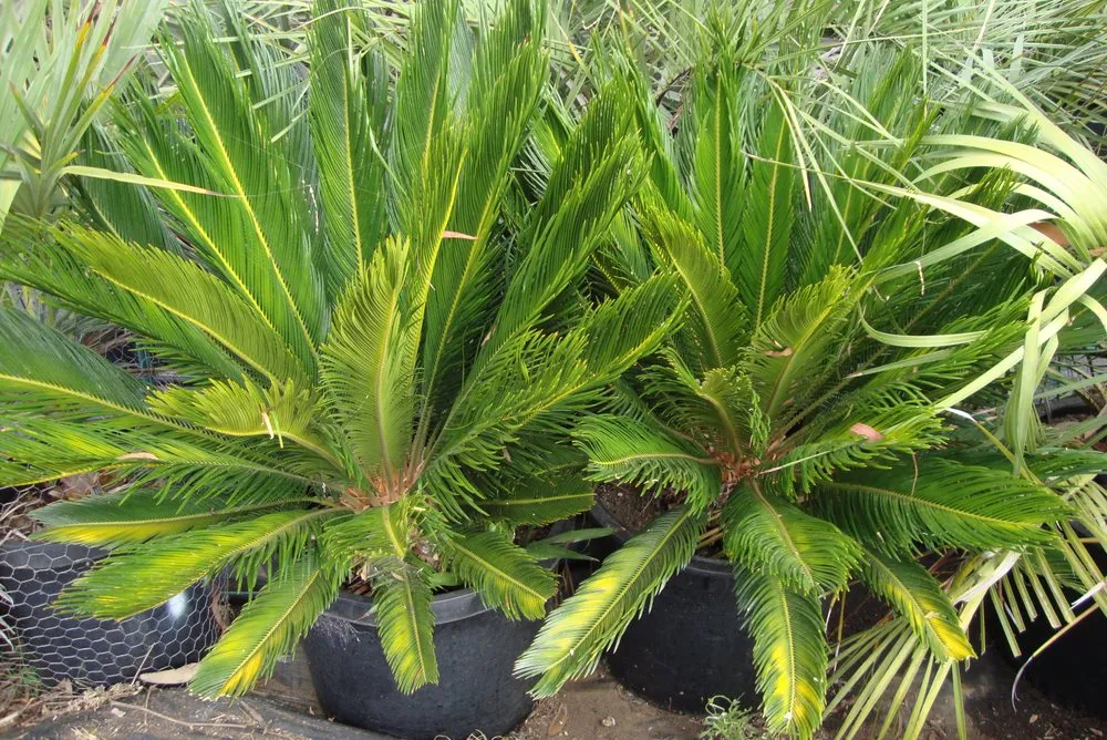 Expert outdoor landscaping in San Marcos, CA by Discovery Island Palms