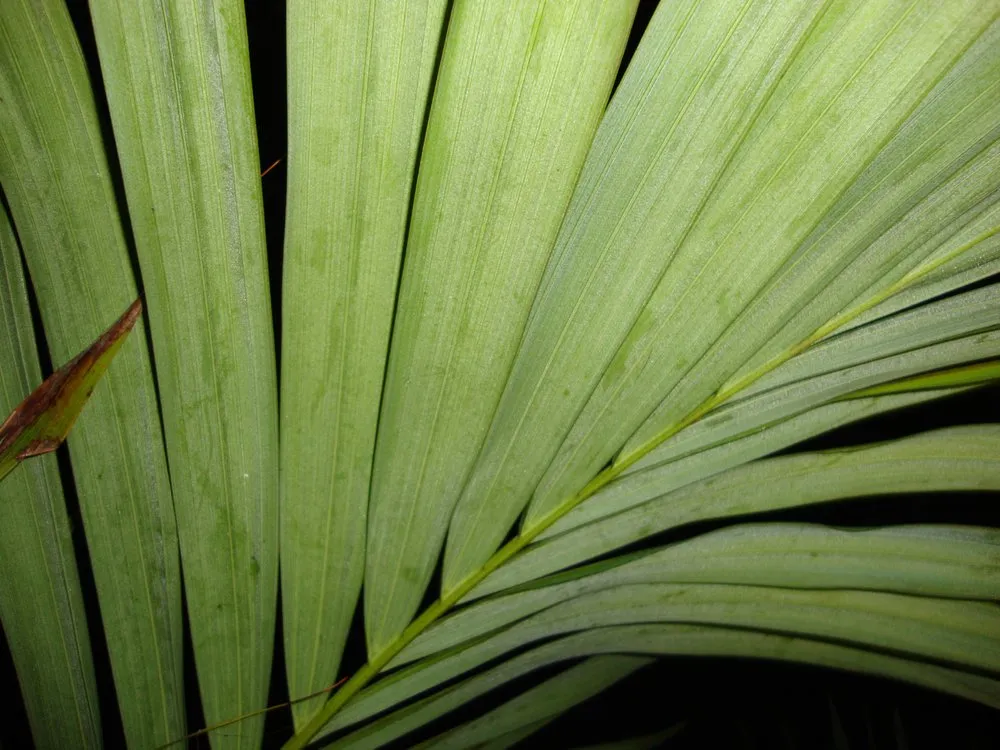 Reliable lawn care service for homes in San Marcos, CA by Discovery Island Palms