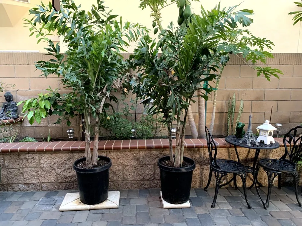 Local yard maintenance in San Marcos, CA by Discovery Island Palms