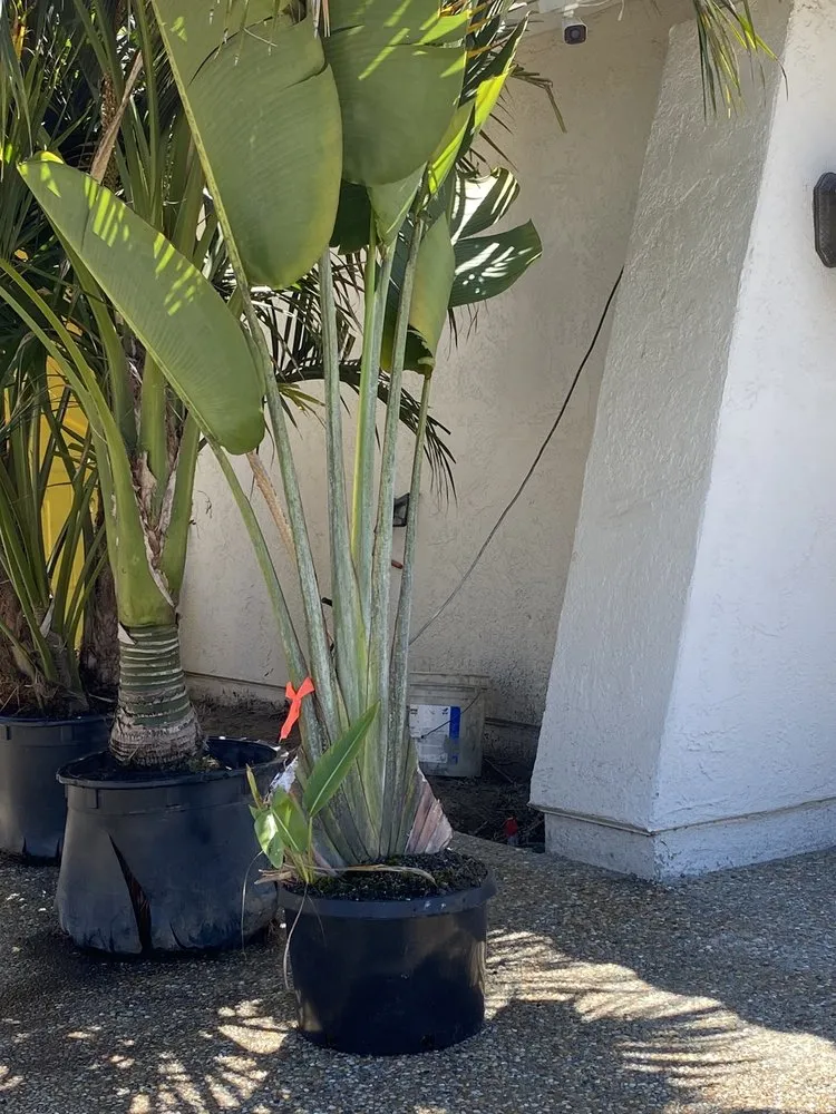 Trusted landscape installation in San Marcos, CA - Discovery Island Palms