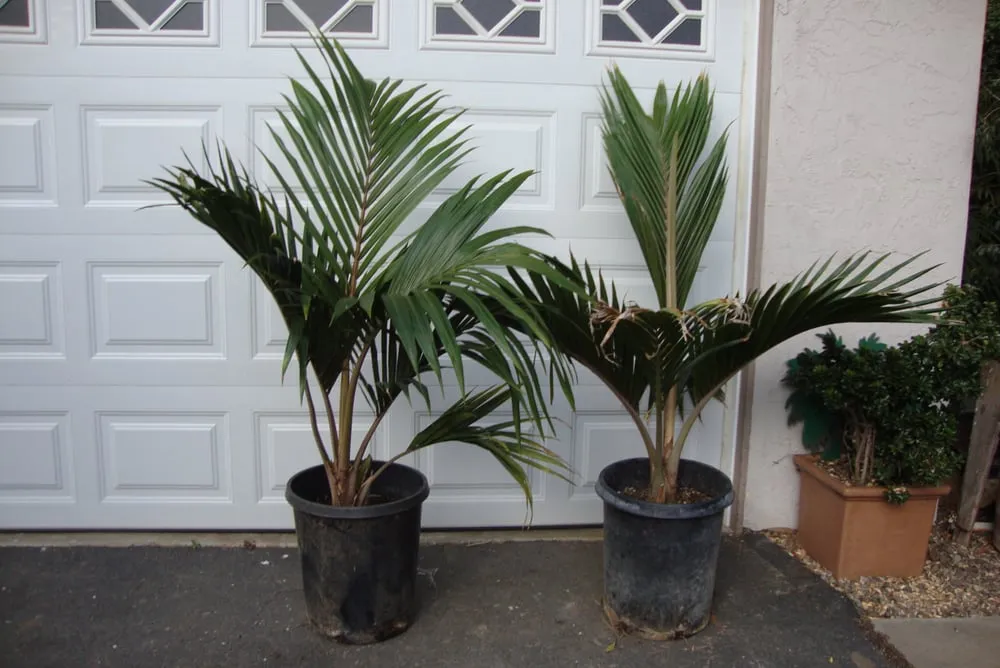 Trusted landscaping services in San Marcos, CA by Discovery Island Palms
