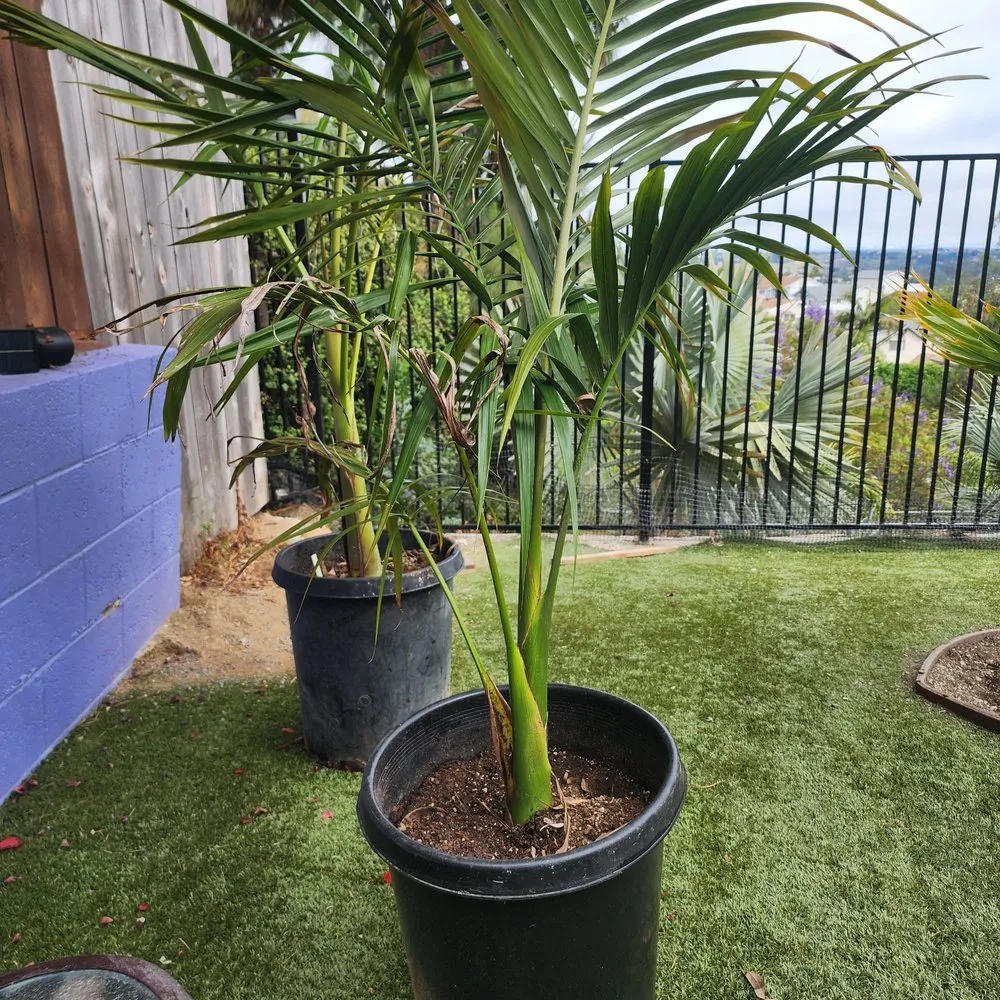 Local lawn mowing service in San Marcos, CA by Discovery Island Palms