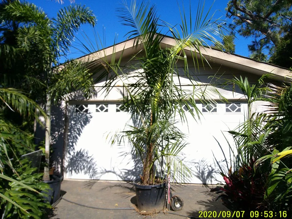 Local lawn mowing service in San Marcos, CA by Discovery Island Palms