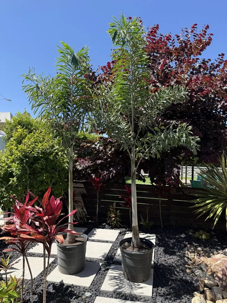 Professional landscaping services in San Marcos, CA by Discovery Island Palms
