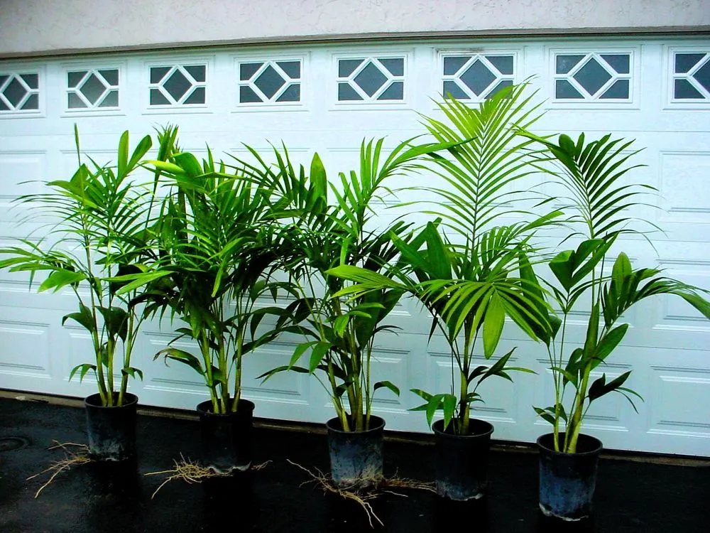 Affordable garden landscaping experts serving San Marcos, CA - Discovery Island Palms