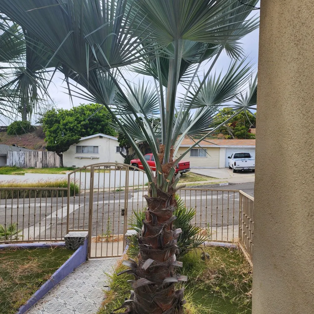 Expert yard maintenance experts serving San Marcos, CA - Discovery Island Palms