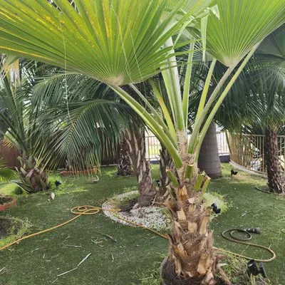 Discovery Island Palms Logo