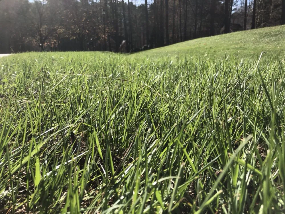 Custom yard cleanup service experts serving Franklinton, NC - Distinct Lawns