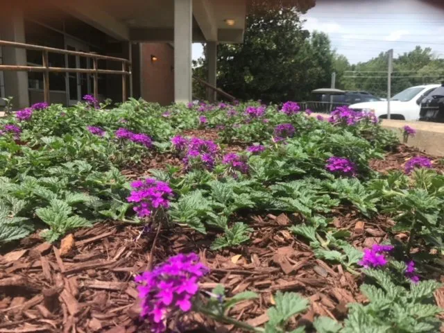 Top-rated landscape design in Franklinton, NC by Distinct Lawns