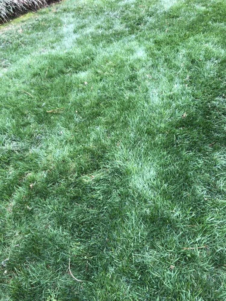 Professional yard cleanup service in Franklinton, NC by Distinct Lawns