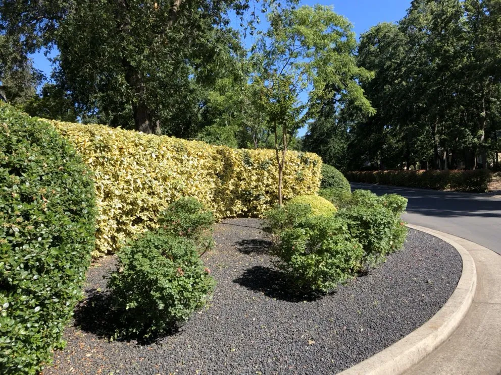 Expert lawn mowing service experts serving Chico, CA - Distinctive Landscape & Maintenance