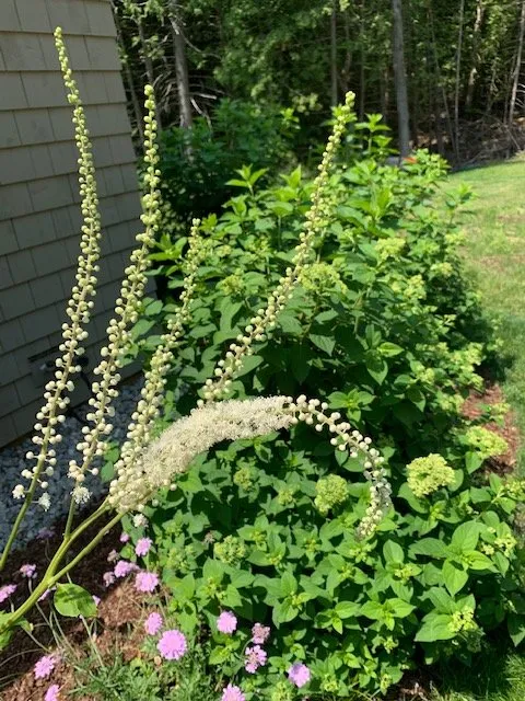 Expert lawn mowing service for homes across Charlotte, VT - Distinctive Landscaping