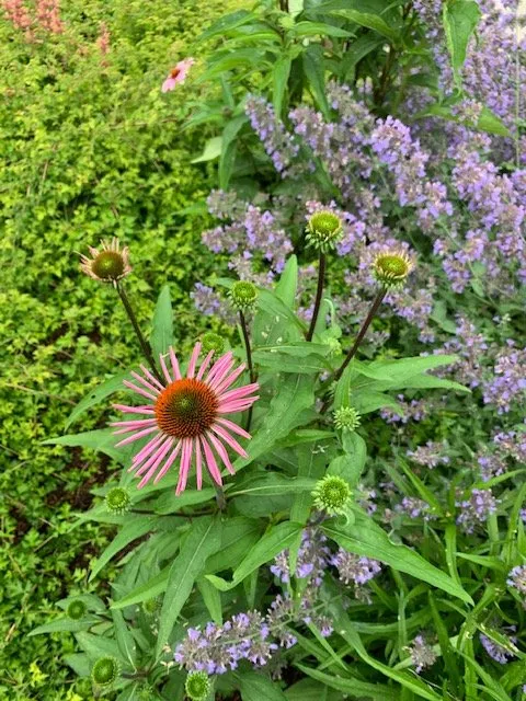 Professional lawn care service experts serving Charlotte, VT - Distinctive Landscaping