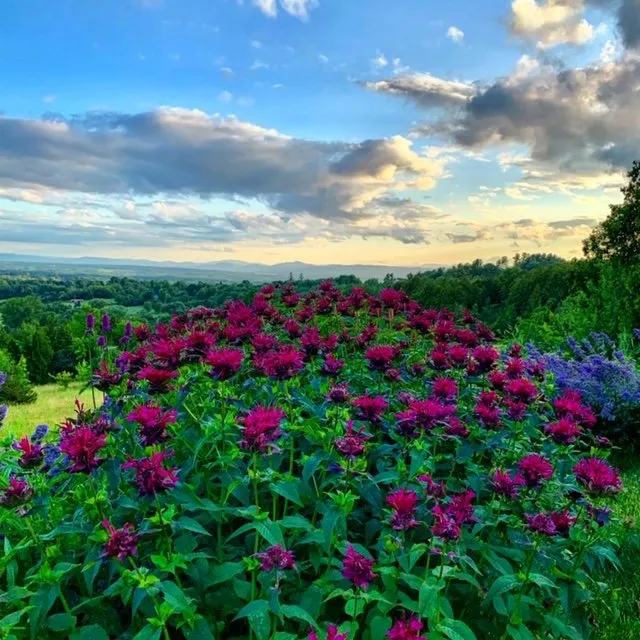 Expert outdoor landscaping in Charlotte, VT by Distinctive Landscaping