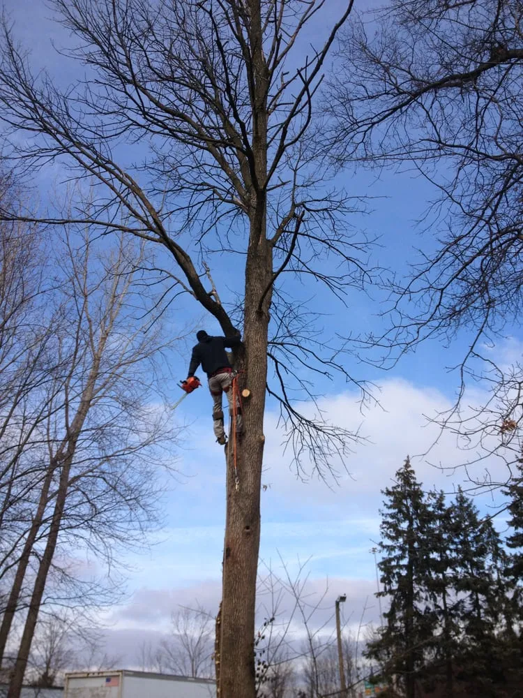 Local yard maintenance in Columbus, OH - Distinctive Lawn And Landscape