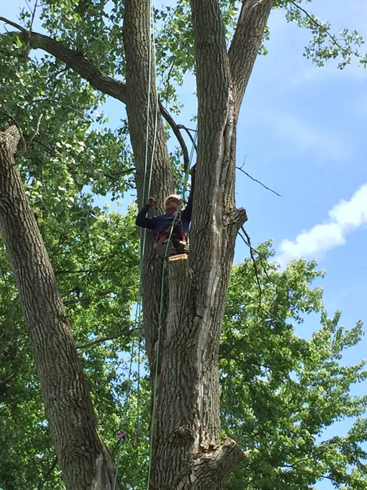 Local lawn care service near you across Columbus, OH - Distinctive Lawn And Landscape