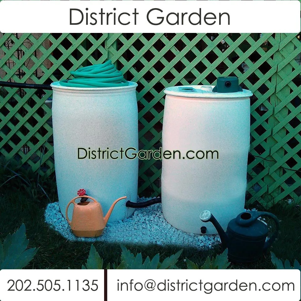 Reliable yard cleanup service in Washington DC, DC - District Garden