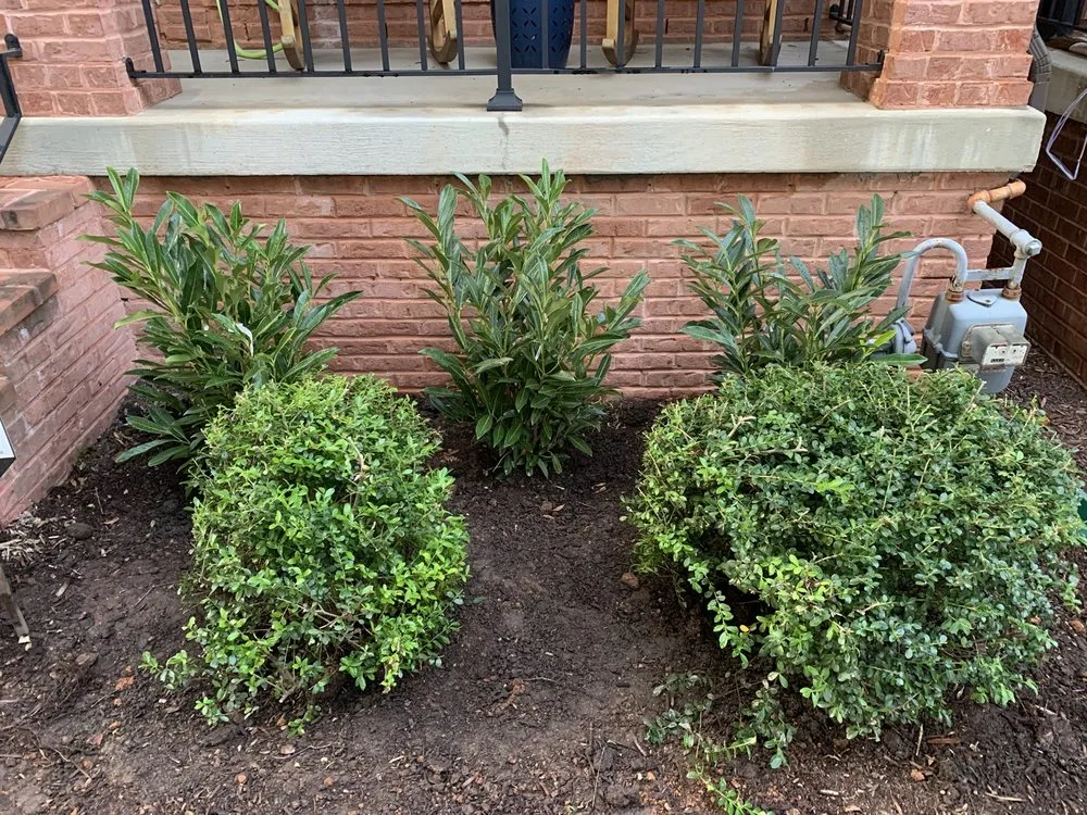 Trusted lawn care service in Washington DC, DC by District Landscapes