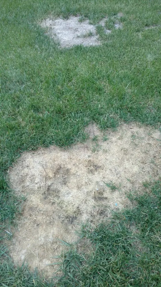 Custom landscape design in Wildomar, CA by Diversified General