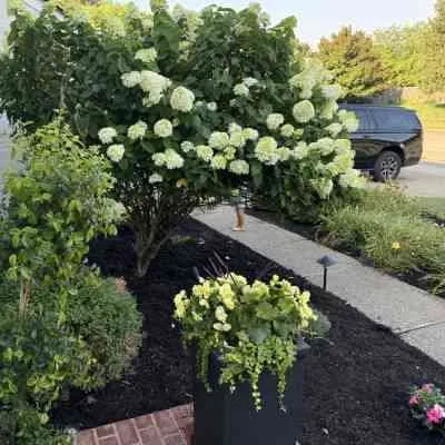 Top-rated residential landscaping for beautiful yards across Lexington, KY - Diversified Lawn and Landscape