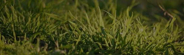 Diversified Lawn and Landscape Logo