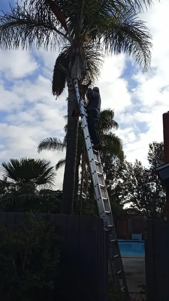 Local outdoor landscaping in San Diego, CA by Diversified Tree Services