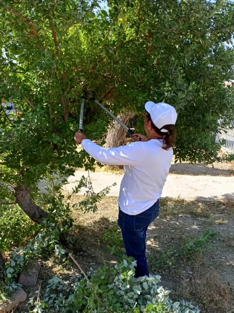 Affordable residential landscaping experts serving San Diego, CA - Diversified Tree Services