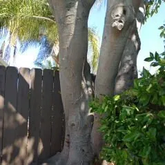 Expert landscaping services for outdoor upgrades in San Diego, CA by Diversified Tree Services