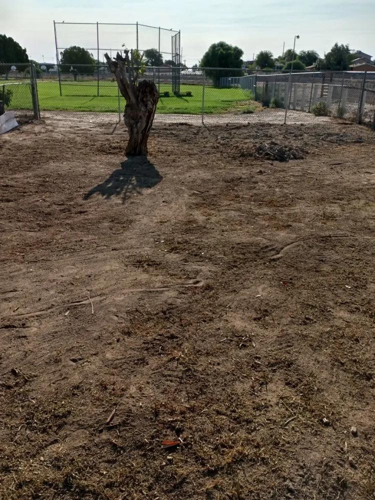 Trusted lawn care service in San Diego, CA by Diversified Tree Services