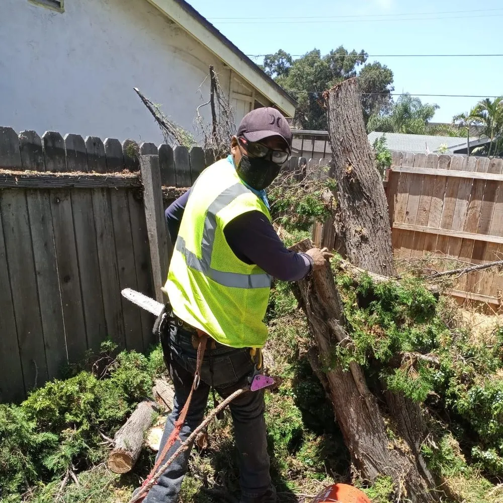 Top-rated landscape installation for beautiful yards in San Diego, CA by Diversified Tree Services