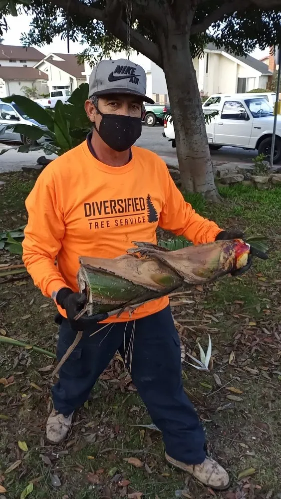 Reliable lawn care service in San Diego, CA - Diversified Tree Services