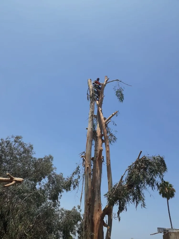 Top-rated yard cleanup service for outdoor upgrades across San Diego, CA - Diversified Tree Services