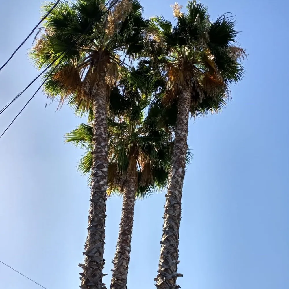 Expert lawn mowing service experts serving San Diego, CA - Diversified Tree Services