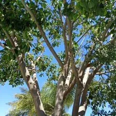 Expert residential landscaping experts serving San Diego, CA - Diversified Tree Services