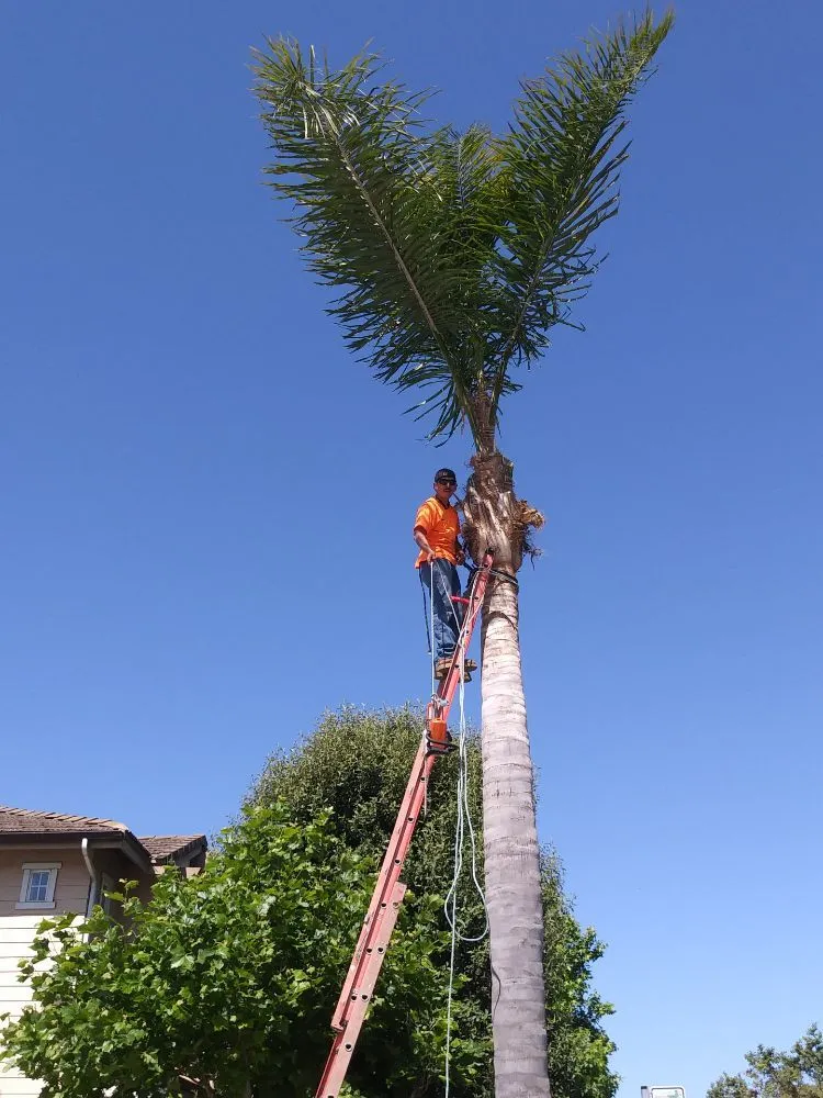 Expert landscape installation for homes in Oxnard, CA by Divine Landscape