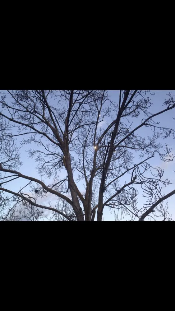 Professional garden landscaping in Visalia, CA - Divine Landscape