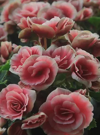 Professional lawn care service in Hiram, GA - Divine Landscaping