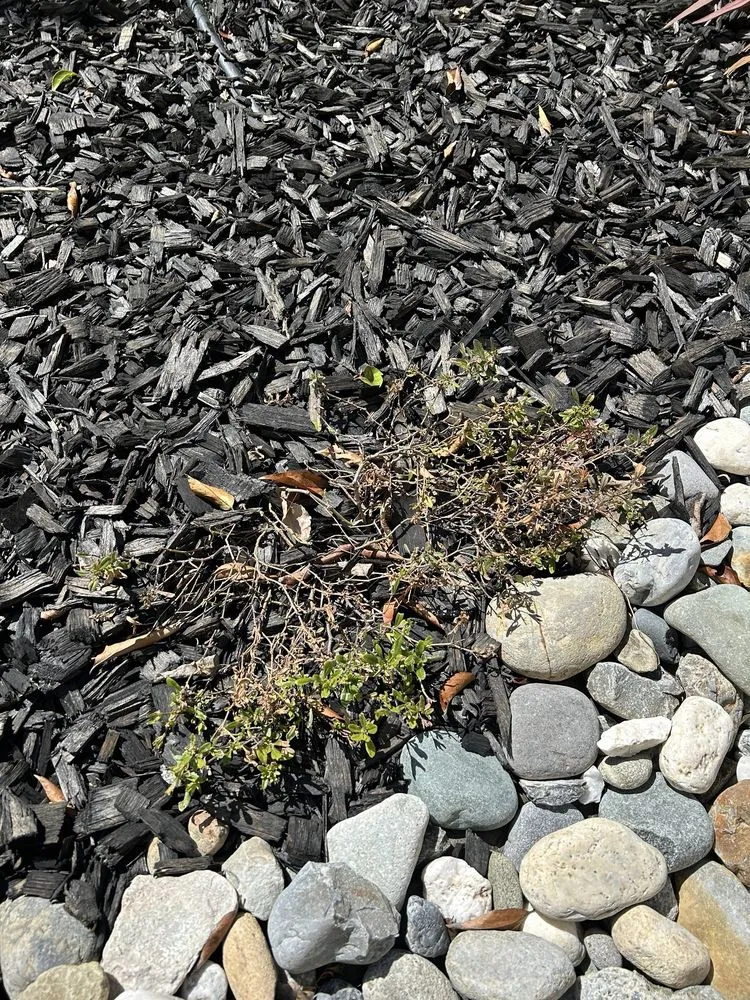 Affordable lawn care service for year-round maintenance across Huntington Beach, CA - Divine Landscaping