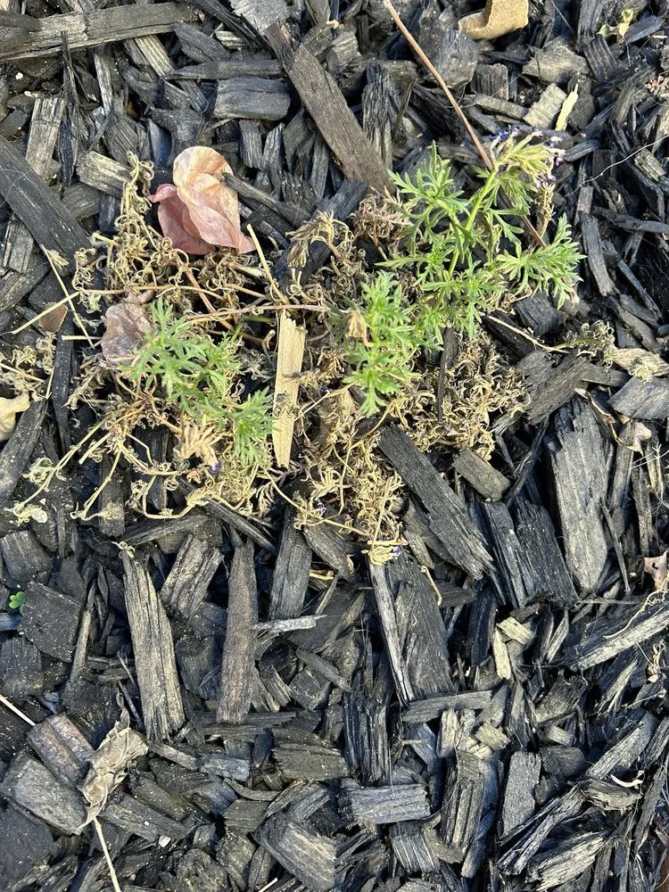 Professional lawn mowing service with custom design across Huntington Beach, CA - Divine Landscaping