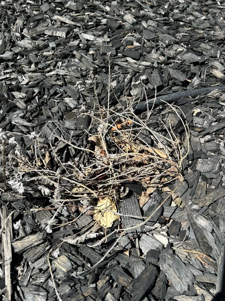 Trusted residential landscaping in Huntington Beach, CA - Divine Landscaping