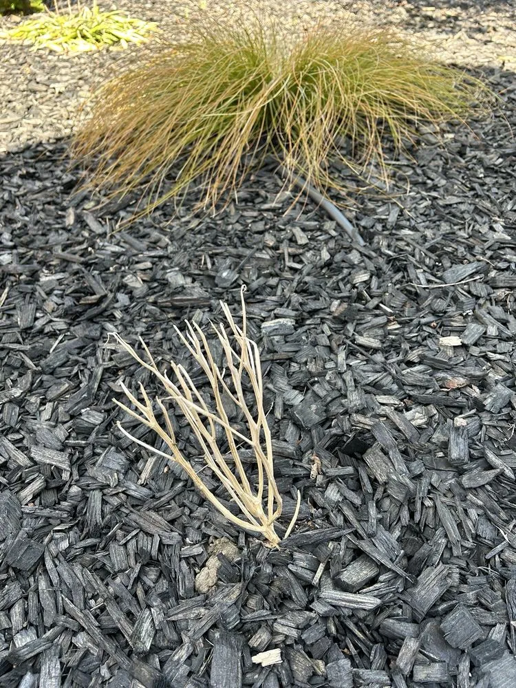 Reliable lawn mowing service experts serving Huntington Beach, CA - Divine Landscaping