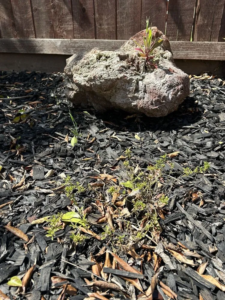 Local residential landscaping for year-round maintenance across Huntington Beach, CA - Divine Landscaping