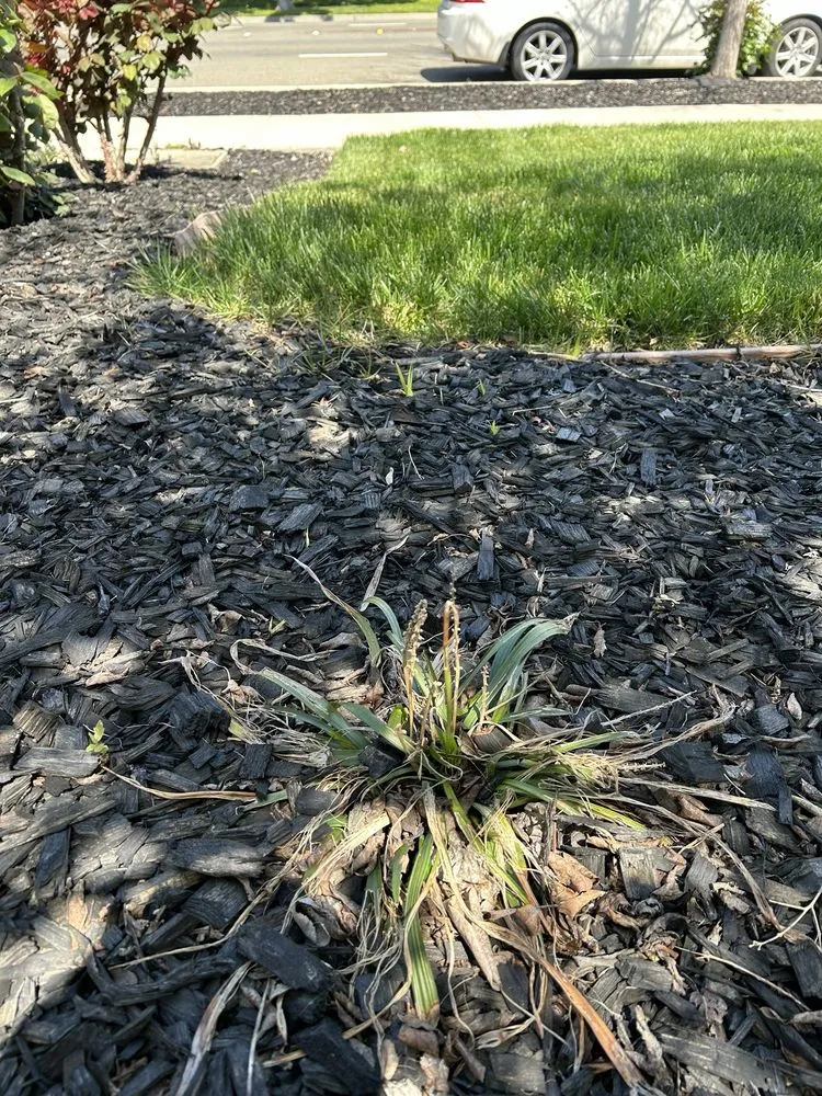 Local residential landscaping for outdoor upgrades across Huntington Beach, CA - Divine Landscaping