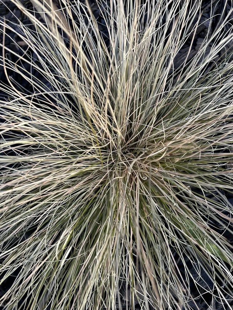 Affordable residential landscaping in Huntington Beach, CA - Divine Landscaping