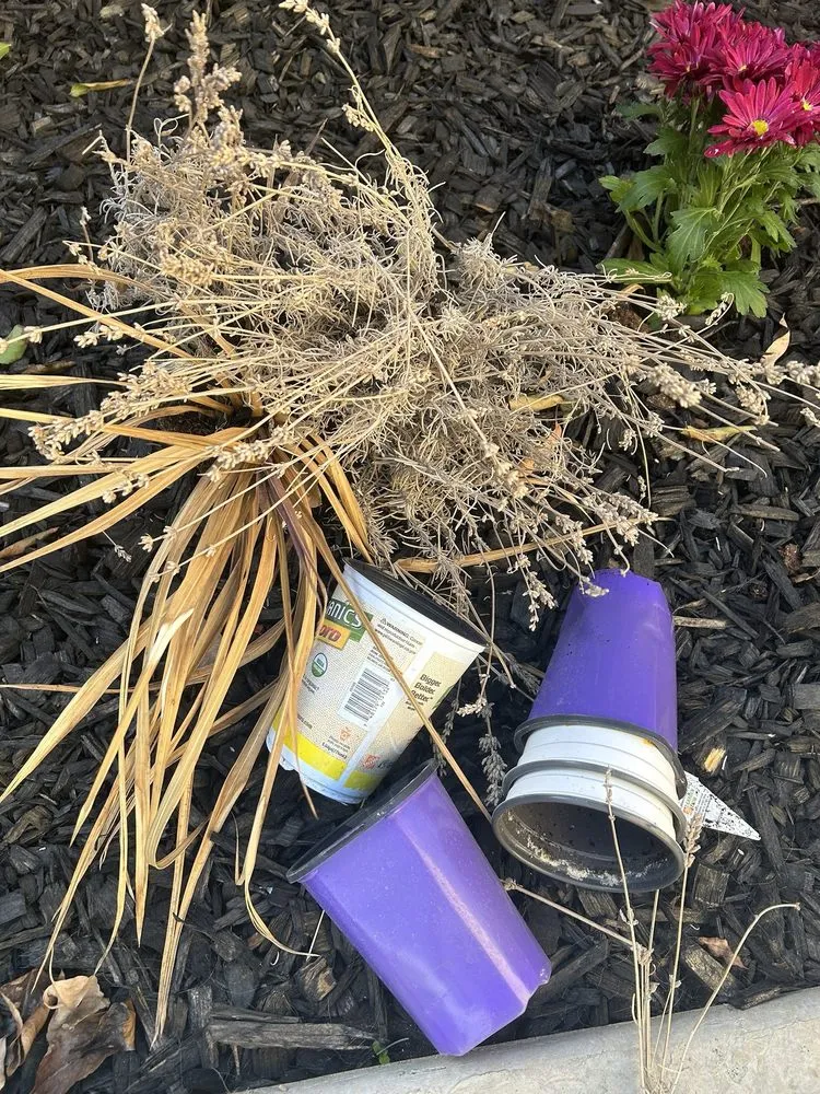 Top-rated residential landscaping in Huntington Beach, CA by Divine Landscaping