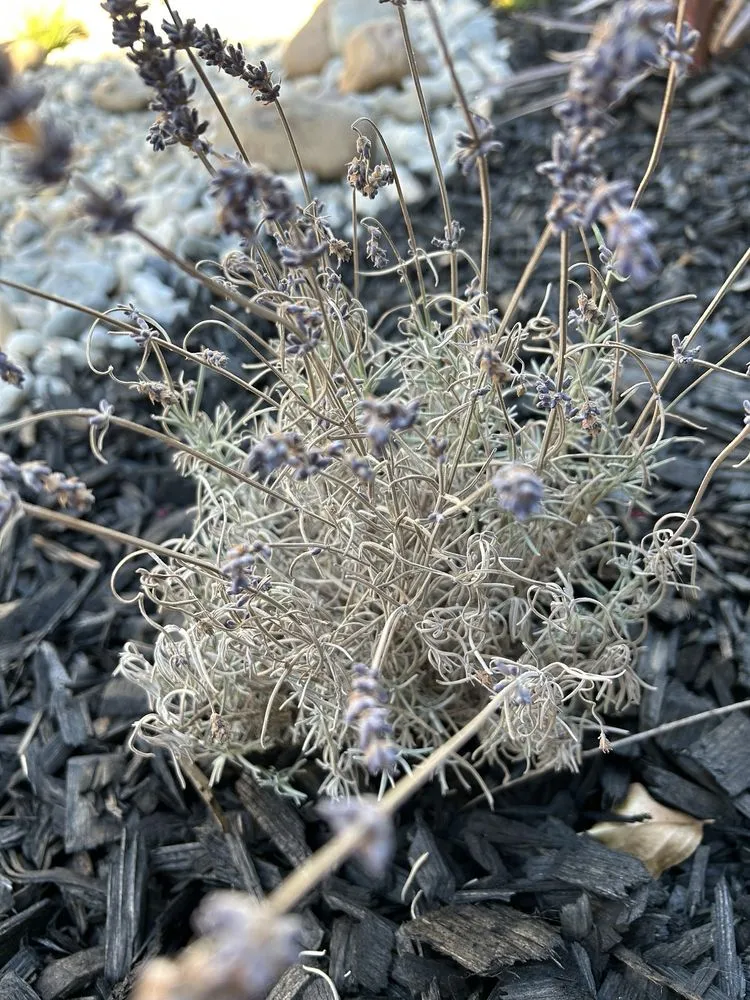 Professional landscape installation for outdoor upgrades across Huntington Beach, CA - Divine Landscaping