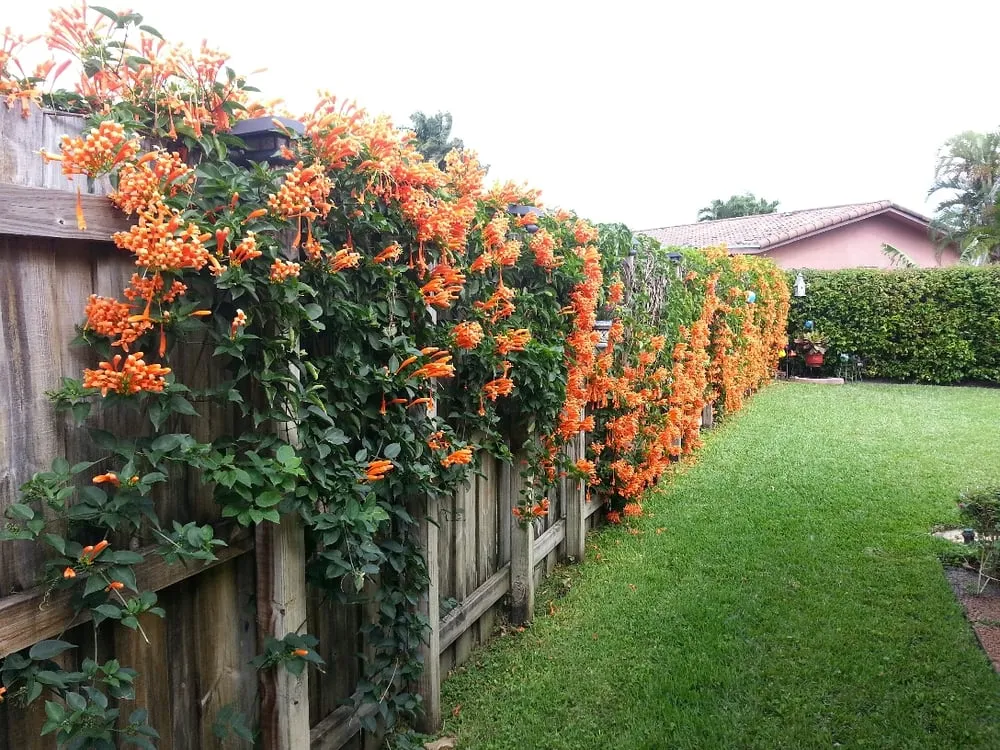 Top-rated landscaping services in Miami, FL by Divine Landscaping Services